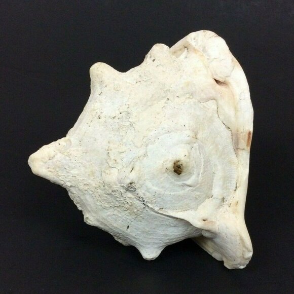 Queen Helmet Conch Shell 6x5x4 White Brown Nautical Tropical Decor Crafts - Picture 5 of 6